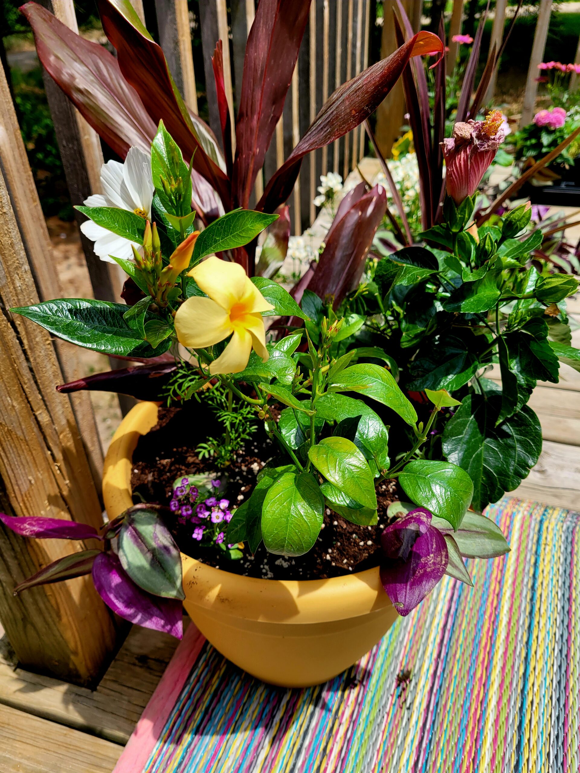 10 Tips for Beautiful Potted Plants - Plant Like a Pro